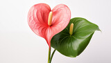 Fototapeta Tulipany - A bright and colorful Anthurium with its heart-shaped