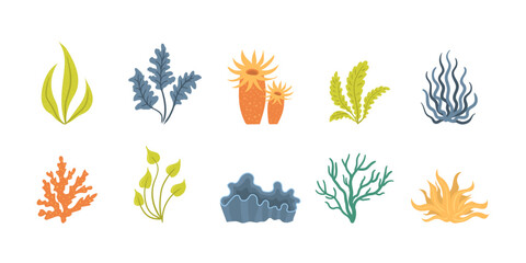 Wall Mural - Collection of seaweeds, underwater sea plants, shells. Vector illustration of seaweeds, planting, marine algae and ocean corals silhouettes. Collection of cartoon algae