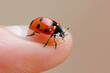 close-up of a ladybug sitting on a fingertip