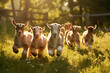 A cluster of playful baby goats frolicking in a sunlit meadow, their tiny hooves leaving imprints on the soft grass as they leap and bound with glee.