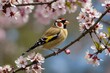 Goldfinch (Carduelis carduelis), male perched on a flowering cherry tree branch
