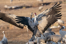 Two Male Common Cranes Challenge Each Other