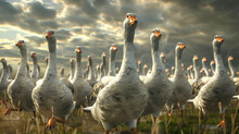 A Flock Of Geese Are Walking In A Field