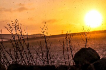 Wall Mural - Scenic view of dried grass growing on the shore of a lake in winter at sunset