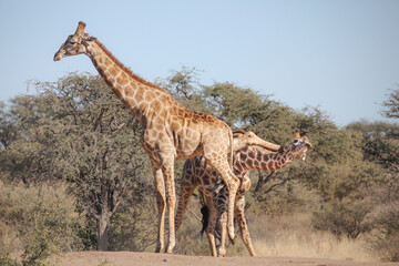 Wall Mural - Giraffes fighting with their long necks