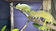 Beautiful chameleon lizards sitting on branch. Green chameleon.