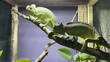 Beautiful chameleon lizards sitting on branch. Green chameleon.