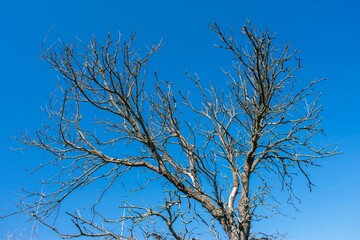 Low angle shot of a tall tree with bare branches under a blue sky