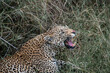 Leoparden (Panthera pardus) sitzt im hohen Gras und faucht, Maul ist offen, Man sieht die Zähne und die blutige Nase