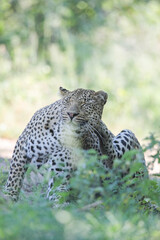 Wall Mural - Leopard waking up with a scratch