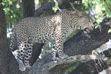 Wall Mural - Leopard standing in a tree