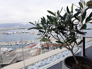 Potted plant with lush green foliage next to a sunny window with a harbor in the background