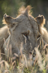 Canvas Print - Face of a young male lion