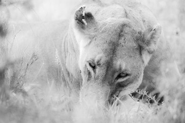 Sticker - Face of a young female lion