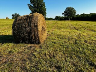 Wall Mural - hay bales are in the middle of a field, with trees in the background