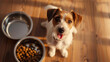 A curious dog looks up expectantly next to a bowl of food on a wooden floor.