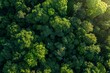 View from above of a dense green forest canopy with trees and foliage