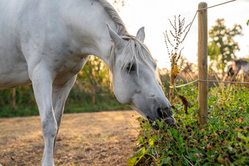 Beautiful horse white grey p.r.e. Andalusian in paddock paradise 