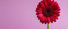   A Red Flower In Tight Focus Against A Pink Backdrop, Featuring Just One Bloom In The Frame