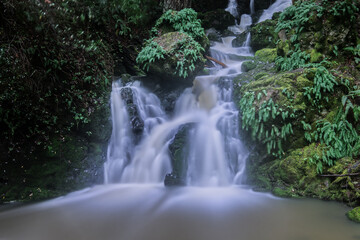 Wall Mural - Mount Tamalpais' Cataract Falls During Overcast Day