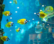 several foxface fish in blue water