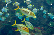 Gnathanodon speciosus black stripes yellow fish