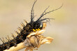 spiny caterpillar navigating a twig in its natural habitat