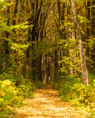 Wall Mural - forest road between the autumn trees