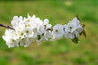 Branch of cherry tree covered with many white flowers