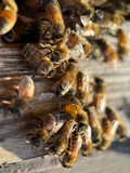 Fototapeta Przestrzenne - bees