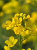 Fototapeta Miasto - yellow flowers