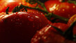 Zbliżenie na czerwone pomidory pokryte kroplami wody