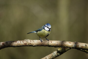 Wall Mural - blue tit (Cyanistes caeruleus)