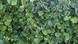 Lush hedge of ivy and Vitis vinifera new leaves