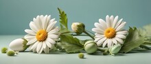 White Daisies On A Green Background With Copy Space Place For Text.