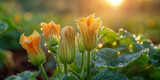 Fototapeta Uliczki - Organic zucchini flowers bloom in the garden, their vibrant petals opening under the soft early morning light, captured in a close-up shot.