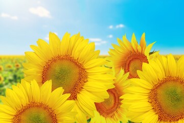 Wall Mural - Sunflower flower on big agriculture field