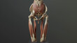 Highly detailed 3D model of the gluteus maximus focusing on the muscle fibers and anatomical accuracy