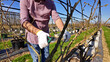 A male gardener with pruning shears carefully examines and cuts the budding branches of a plant, indicating the start of the spring season in an blueberries organic farm.