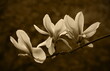 white magnolia blossom,magnolienblüten