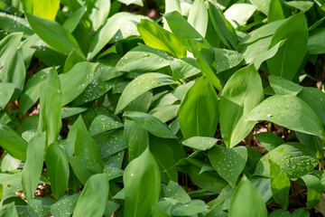 First Vivid Green Spring Forest Field of Lily of the Valley Lit by Sun.