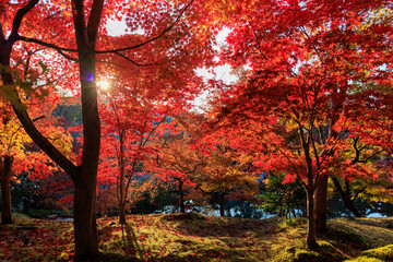 Wall Mural - Vibrant red maple tree in a temple, Japan