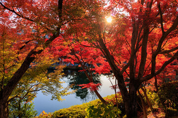 Wall Mural - Vibrant red maple tree in a temple, Japan