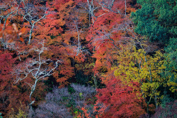 Wall Mural - Vibrant momiji fall colors in Japan