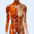 Frontal view of a muscular system female model