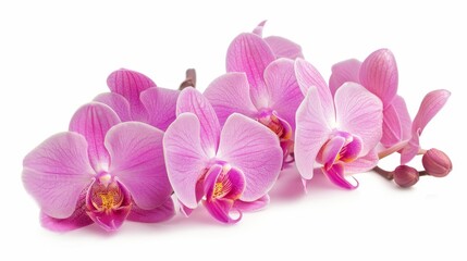 Poster - A pink orchid is isolated on a white background. Save path.