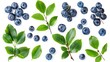 A closeup snapshot of fresh ripe blueberries with leaves on white background. Blueberries with leaves isolated on white background.