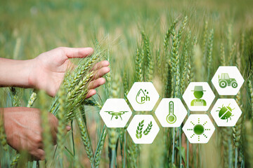 Farmer inspects rice plants in the field Agricultural on farmland Modern technology to save energy and increase quality and productivity. Agricultural business industry, growing organic vegetables.