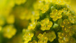 Zbliżenie na żółty kwiat brokuła