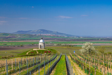 Poster - Vineyard near Velke Bilovice, Southern Moravia, Czech Republic